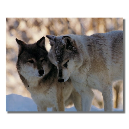 Two Gray Wolves in Snow Wolf Mates Photo Wall Picture 8x10 Art (Sasha Grey Best Photos)