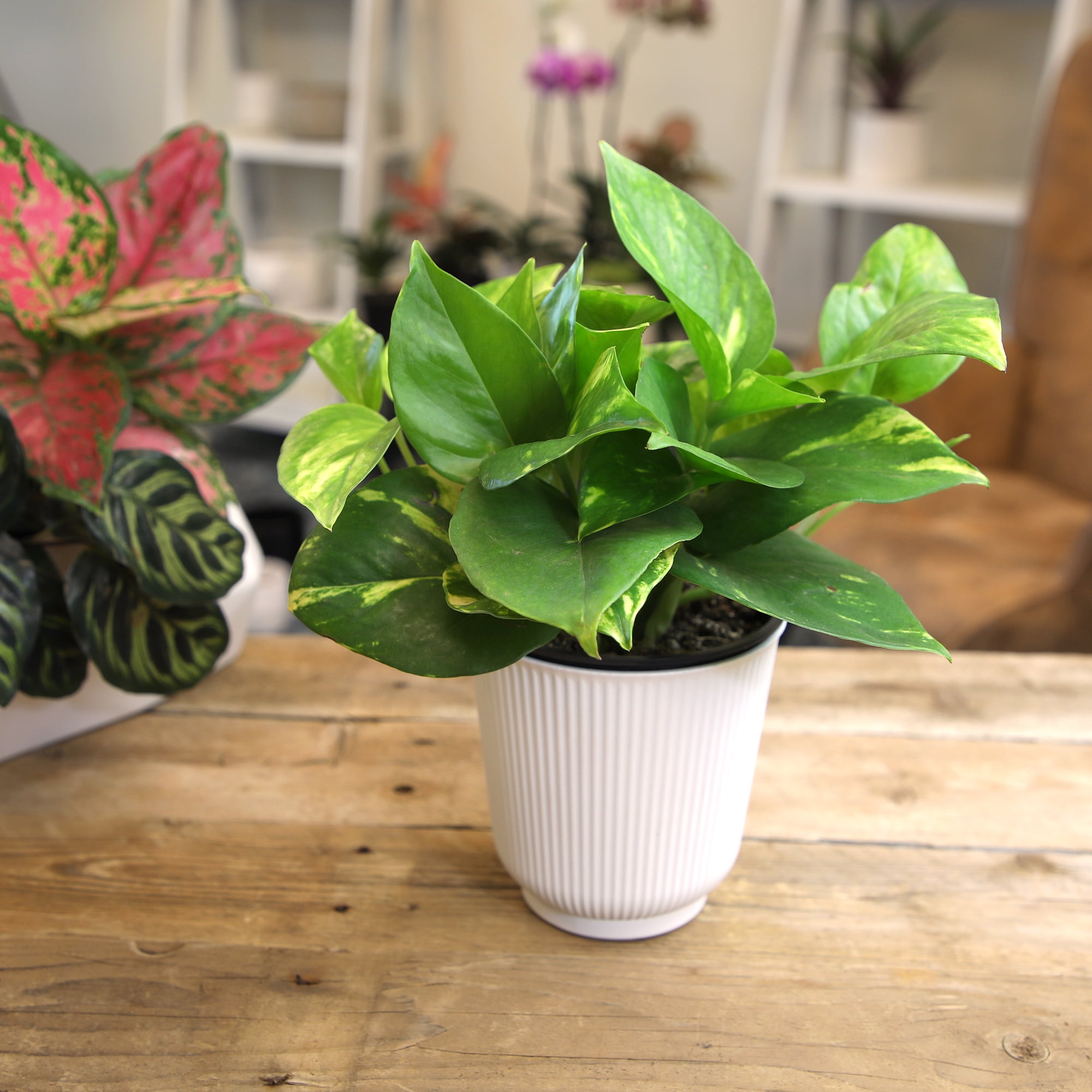 Element Live Pothos Plant Variety Pack, 4.25in White Decor Pots, Easy Care (3 Count)