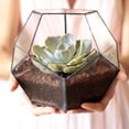 thumbnail image 4 of Stylish Geometric Shape Glass Flowerpot Succulents Plant Planter Container Landscape Decoration, 4 of 9