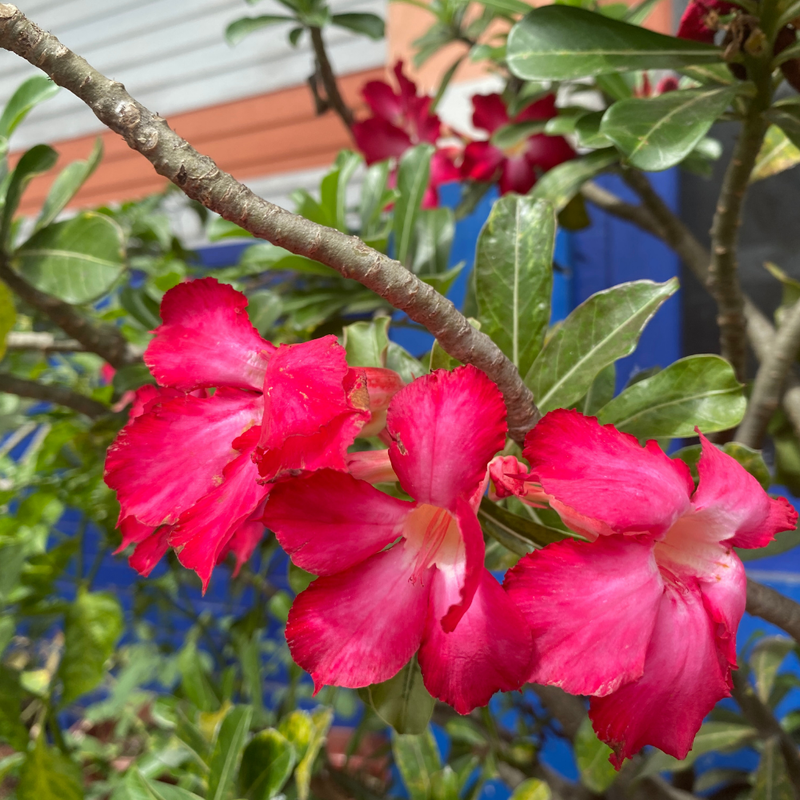 Pink Desert Rose Plant Live, Adenium Obesum Desert Rose, 4-8 Inc Tall, Perennia and Hardy Succulent for Indoor and Outdoor Planting