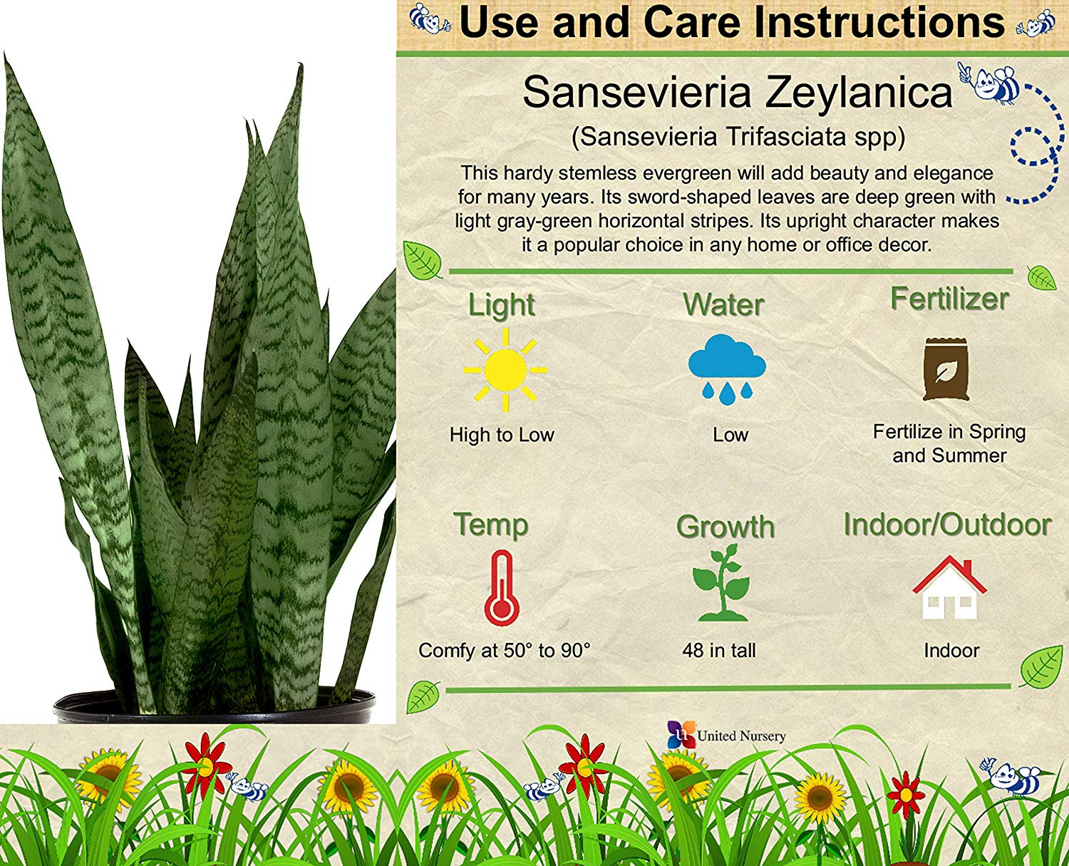 United Nursery Sansevieria Zeylanica Live Indoor Snake Plant Shipped in 6 inch Grower Pot 18-22 inch Shipping Size - image 3 of 3