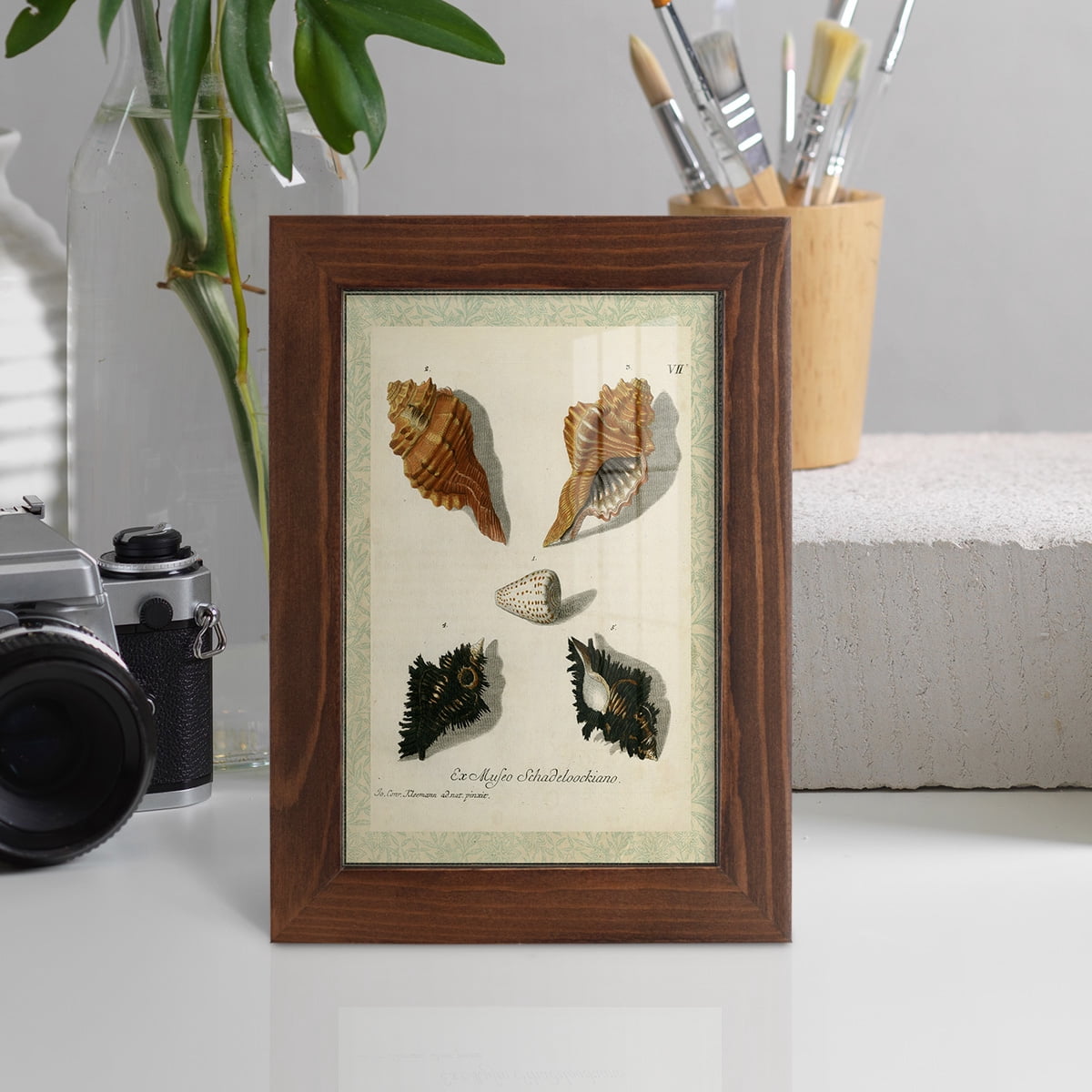 Bookplate Shells I - Framed Print w/glass - Chestnut