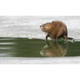 thumbnail image 2 of Archer, Ken 18x13 White Modern Wood Framed Museum Art Print Titled - Muskrat-winter foraging from an opening in the ice, 2 of 4