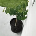 thumbnail image 3 of Eastern Redbud Tree Live Plant, Eastern Redbud Planting Outdoor, 6'' Tall in Quart Pot, 3 of 5