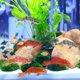 thumbnail image 3 of 10pcs Realistic Miniature Koi Fish Figurine, Aquarium Fake Goldfish Figurines Small Resin Red Goldfish Mini Fish Figurines DIY Crafts Garden Accessori, 3 of 3