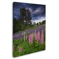 thumbnail image 2 of Trademark Fine Art 'Lupines on the Hill' Canvas Art by Michael Blanchette Photography, 2 of 3
