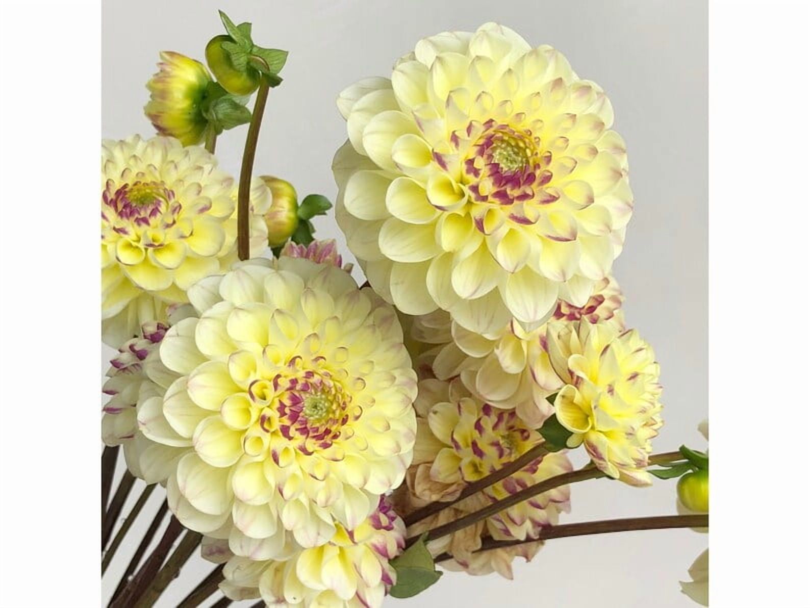 40 Seeds Cherish Dahlia Seeds Pollinator Friendly Heirloom Flower Seeds Mix to Plant
