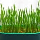thumbnail image 3 of Pet Cat Sprout Dish Growing Pot Hydroponic Plant Cat Grass Germination Digestion Starter Dish Greenhouse Grow Box Garden Tools, 3 of 5