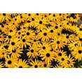 thumbnail image 4 of 2000 BLACK EYED SUSAN Rudbeckia Hirta Yellow Heirloom Native Flower Seeds, 4 of 11