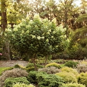 Brighter Blooms - Proven Winners® Limelight Hydrangea Tree, 4-5 ft. - No Shipping to AK, AZ, HI