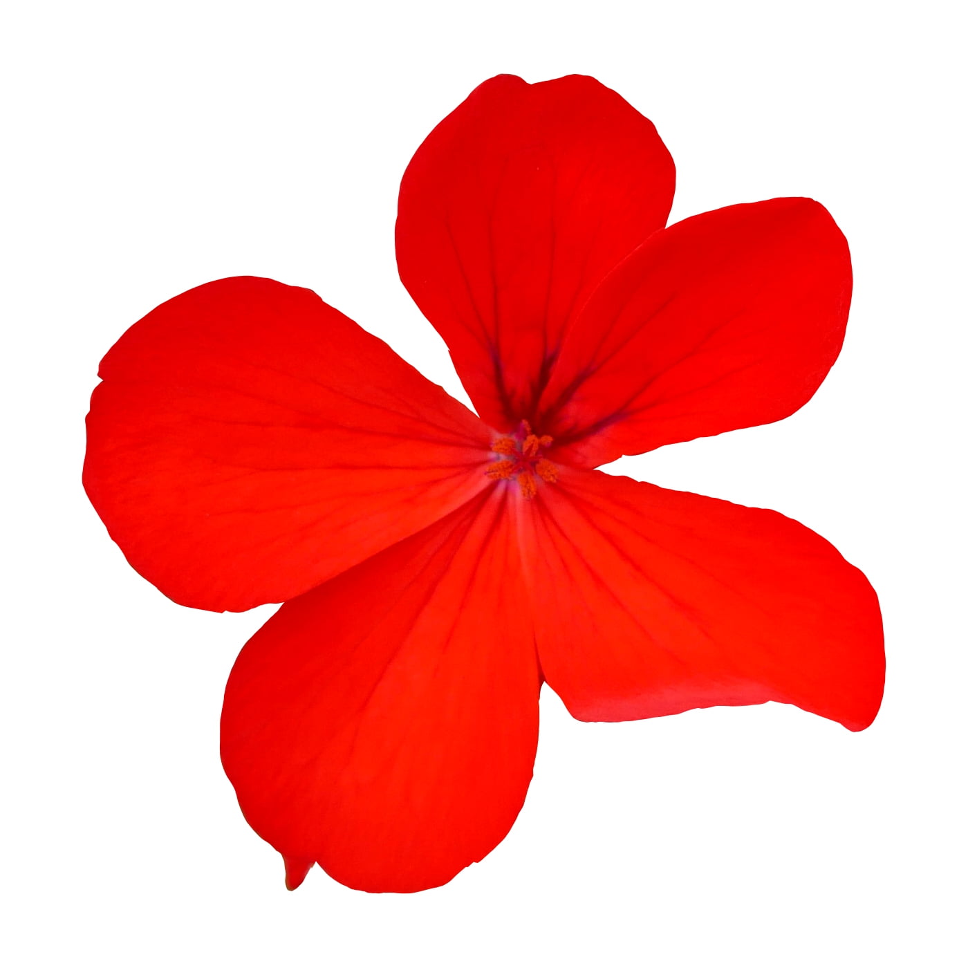 Expert Gardener 1.5G Geranium Full Sun Annual Flowering Hanging Plant