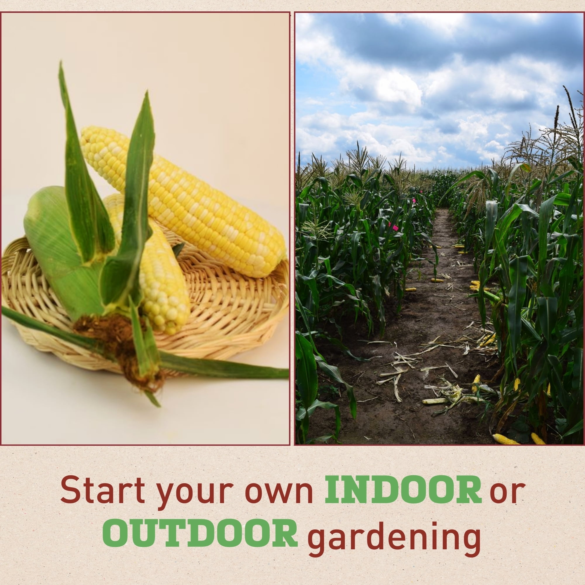 Harris Seeds Sweet Corn American Dream Seed - Thumbnail 5