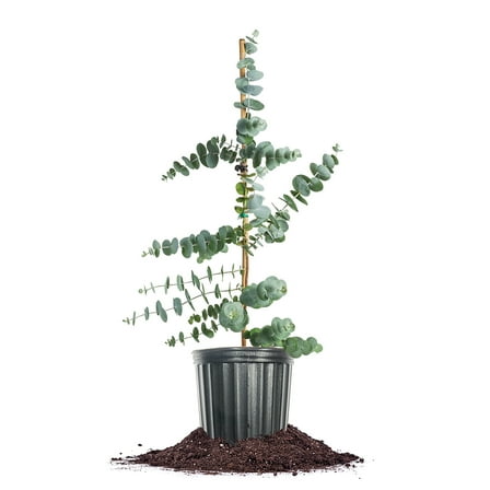 Perfect Plants Silver Dollar Eucalyptus 1 Gallon