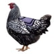 thumbnail image 5 of Pollo Con Correa Ajustable Protector De Alas De Montura De Gallina Para Espalda Y Costados Serendint HA044940-03, 5 of 6