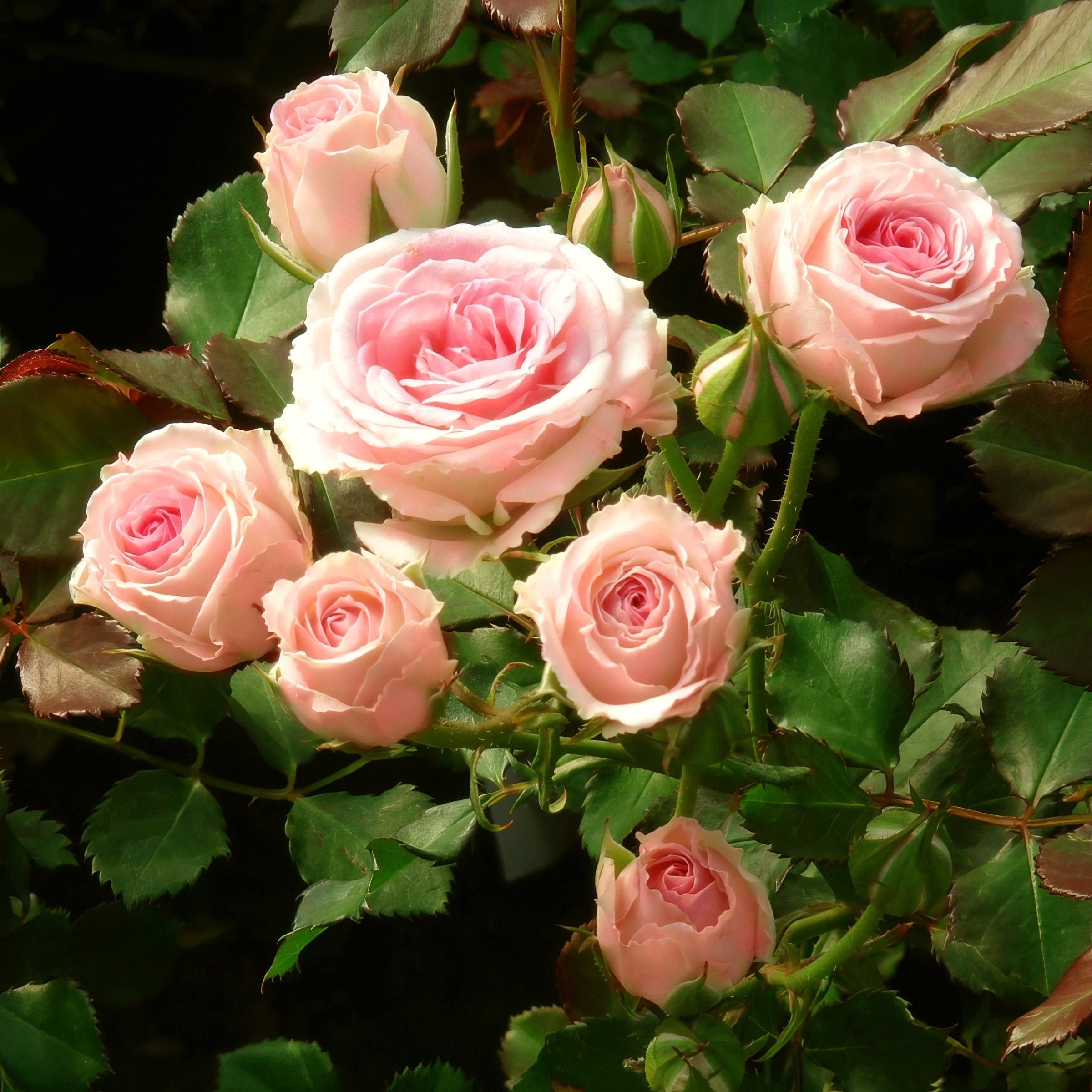 2 gal. Cupcake Rose with Pink Flowers