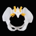 thumbnail image 4 of Modelo de Pélvico Femenino Herramienta de Enseñanza Escolar Sunnimix Estatua humana de la pelvis femenina, 4 of 8