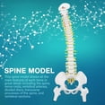 thumbnail image 1 of Spine Model, Removable With 5 Rollers White Spine Anatomy Model, Natural Bone Size For Teaching Skeleton Anatomy Study Teaching Hospital  School, 1 of 8