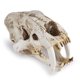 thumbnail image 3 of Ounissouiy Resina cráneo decoración esqueleto cabeza Smilodon diente de sable tigre cráneos modelo hogar Bar escritorio accesorios decorativos Decoración, 3 of 6