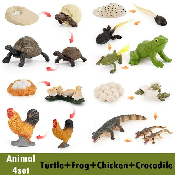 QWZNDZGR Life Cycle Board Montessori Kit Biology Science Education Toys