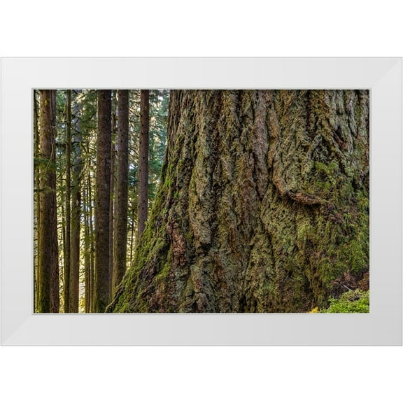 Jaynes Gallery 14x11 White Modern Wood Framed Museum Art Print Titled - USA-Washington State-Olympic National Park Close-up of trunk of old growth Douglas fir tree