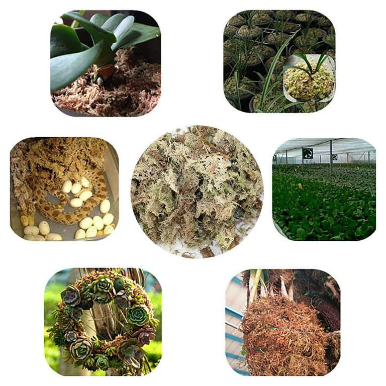 Sphagnum Moss For Plants  Potting Mix Soil For Plants Flowers