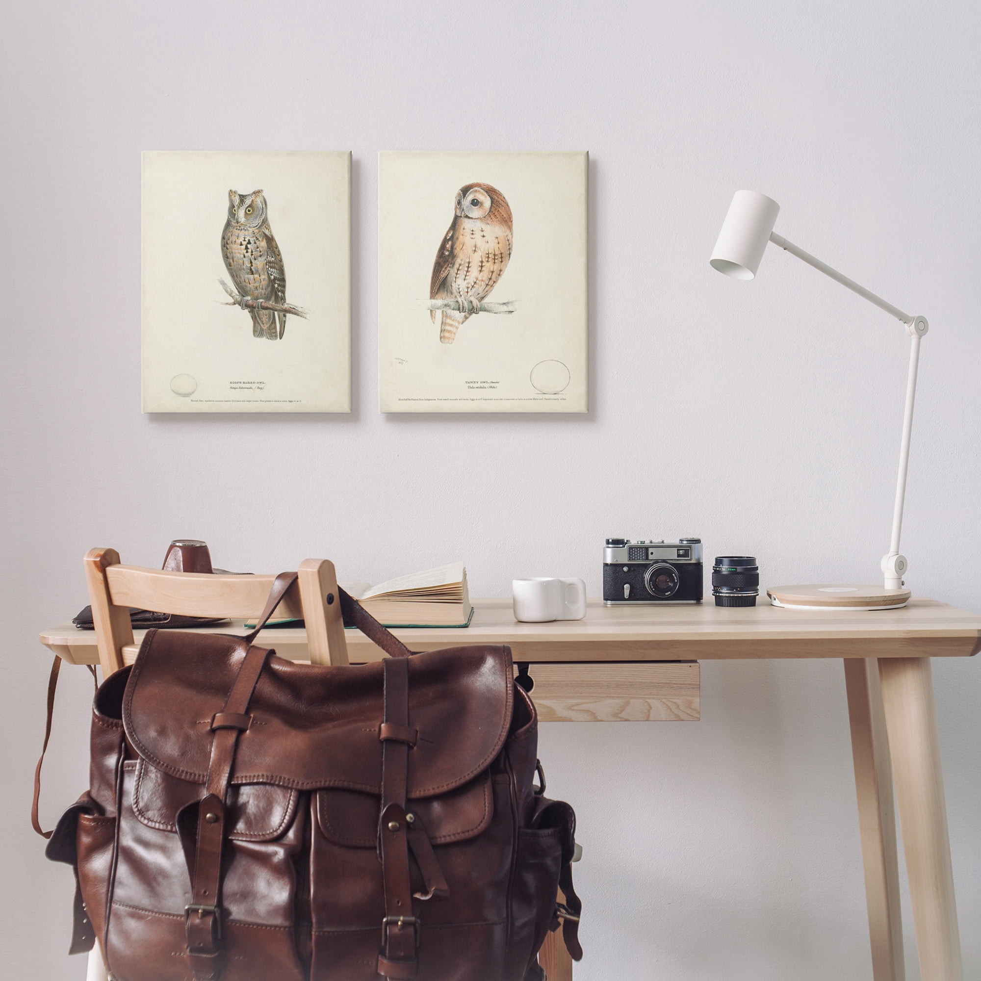 Stupell Industries Owl Breeds Latin Study Page Detailed Bird Animal Graphic Art Gallery Wrapped Canvas Print Wall Art, Set of 2, Design by H. L. Meyer
