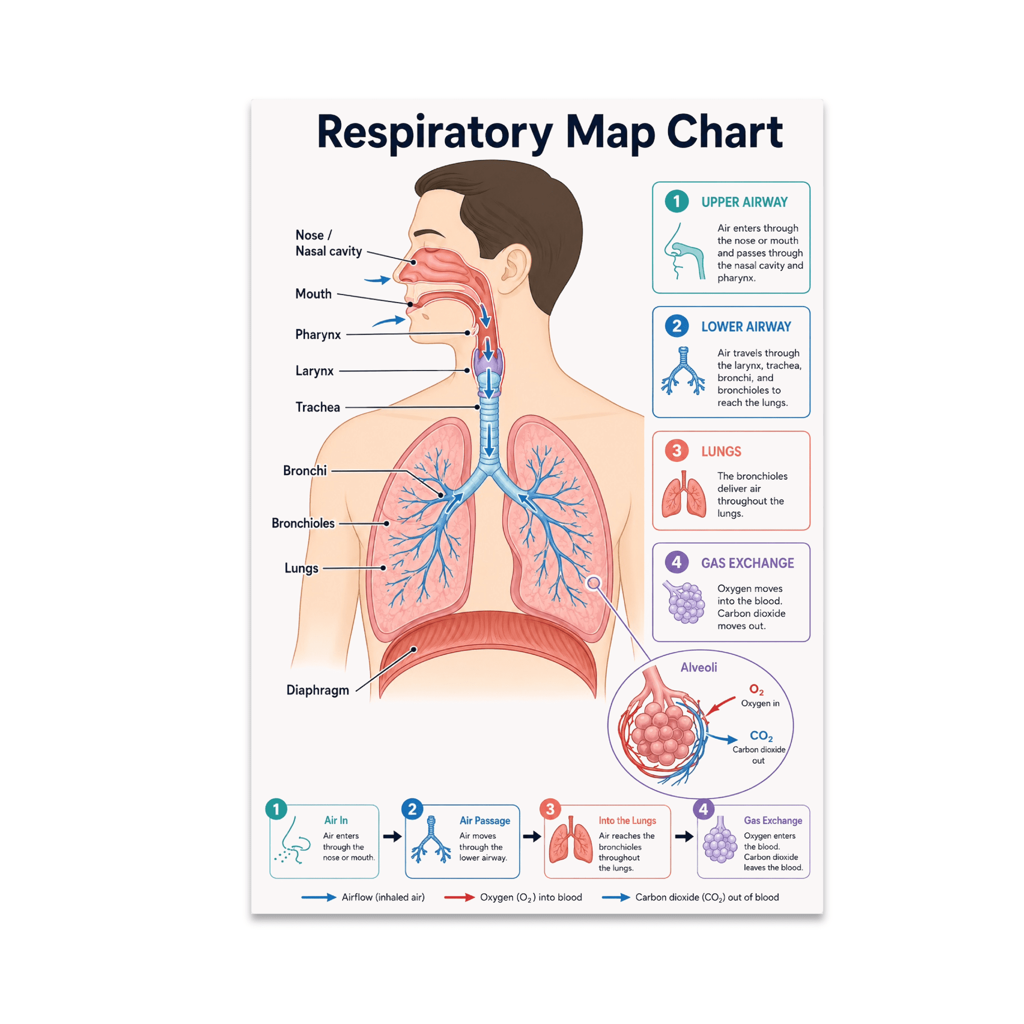 Respiratory System Infographic - Educational Resource - 13x19 Poster Print
