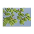 thumbnail image 1 of Gango Home Decor Contemporary Vine Maple II by Kathy Mahan (Printed on Paper); One 36x24in Fine Art Paper Giclee Print, 1 of 4