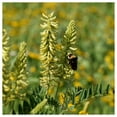 thumbnail image 4 of Everwilde Farms - 1 lb Canadian Milk Vetch Native Wildflower Seeds - Gold Vault Bulk Seed Packet, 4 of 4