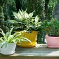 thumbnail image 5 of Flower Pot Nice-looking Fashion Lightweight Plastic Flower Vegetable Planters Pot With Tray For Home, 5 of 5