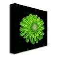 thumbnail image 4 of Trademark Art "Green Zinnia" Canvas Art by Kathie McCurdy, 4 of 4