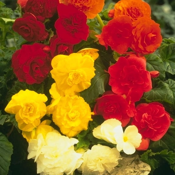 Mixed Double Begonias Flower Bulbs Value Bag - 5 Bulbs per Pack - Deer Resistant - Grows Well In Containers - Easy to Grow Live Plants - Outdoor Garden