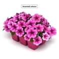 thumbnail image 1 of Pétunia Wave En Pack De 6 Plantes, Assorties, 1 of 2