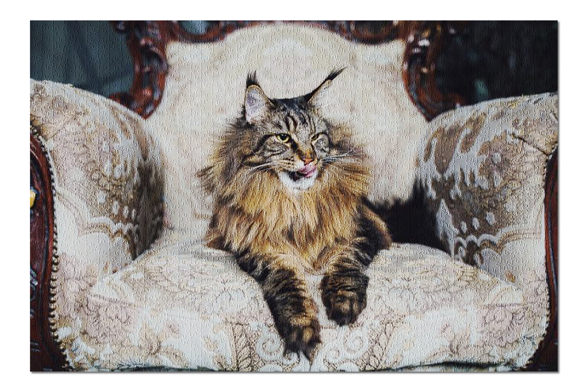 Maine Coon cat on Antique Chair 9030093 (20x30 Premium 1000 Piece