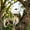 white285, variant on Dinosaur Head Bird Feeder Decoration, Resin Hanging Wildlife Nut Feeder For Backyard Trees, Funny T Rex Outdoor Garden Chipmunk Feeding Decor
