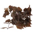 thumbnail image 1 of CRILSTYLEO Planta Artificial Colgante Marrón Para Terrarios Reptiles Y Para Acuarios, 1 of 6