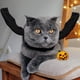 thumbnail image 4 of Disfraz de gato JAMW Disfraz de dragón para perros pequeños y gatos fiesta de Halloween, 4 of 5