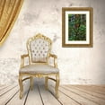 thumbnail image 3 of Restuccia, Joe III 11x14 Gold Ornate Wood Framed with Double Matting Museum Art Print Titled - California-USA-Jedediah Smith Redwoods State Park-Redwoods National Park, 3 of 4