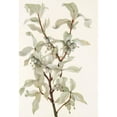 thumbnail image 2 of Mary Vaux Walcott 11x14 Black Ornate Wood Framed Double Matted Museum Art Print Titled: Silverberry (Fruit). (Elaeagnus Changed) (1925), 2 of 5