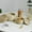 A, variant on Mini Straw Hand Woven Storage Baskets with Lids Wicker Baskets Round Small Seagrass Box Desktop Storage Basket
