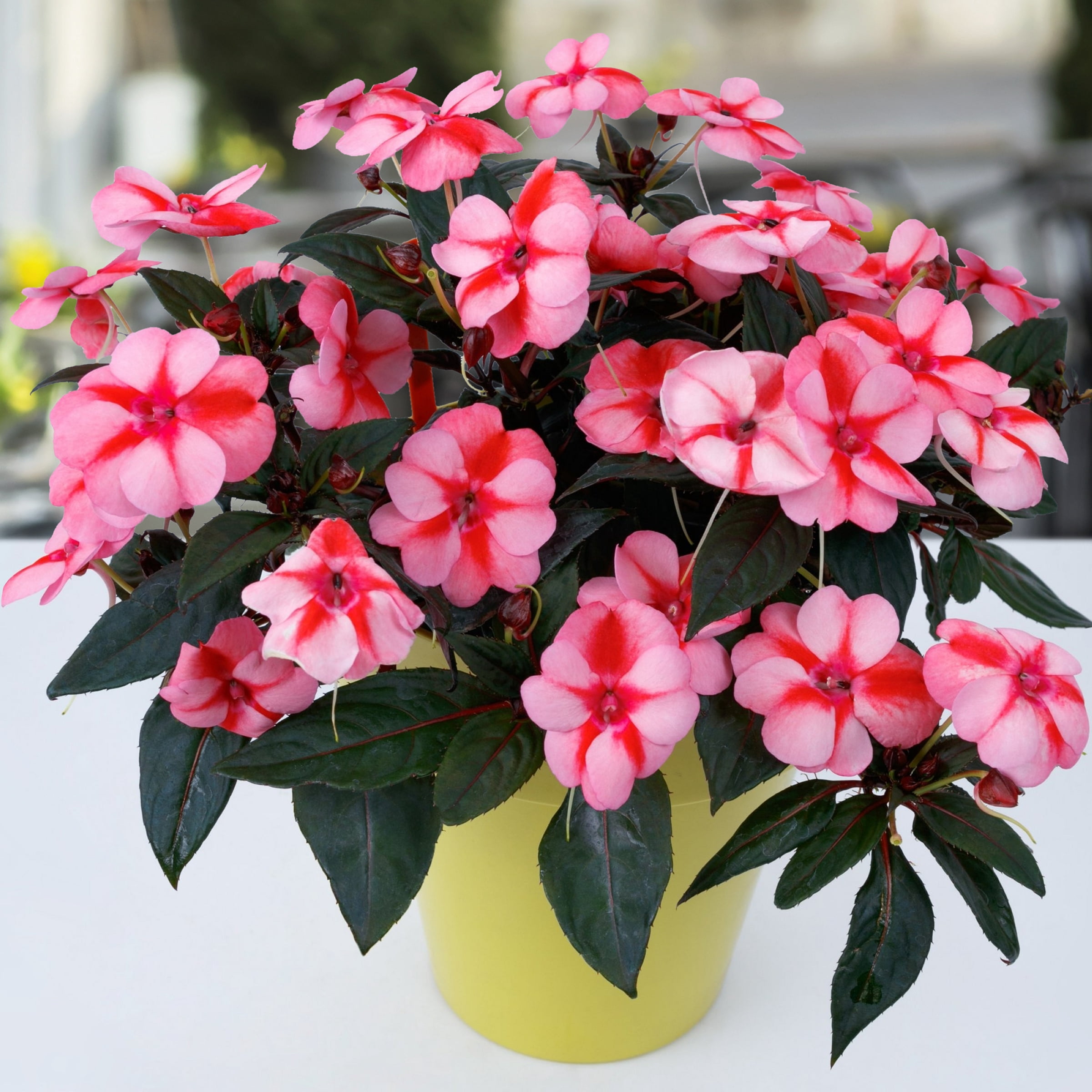 2.5 in. Impatiens Candylicious SunPatiens Collection (3-Pack)