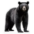 thumbnail image 2 of Life Size Cardboard Cutout Standup | Waterproof | Animals - Black Bear, 2 of 2