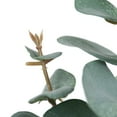 thumbnail image 3 of Vickerman 27" Artificial Green Eucalyptus Spray. Includes 3 sprays per pack., 3 of 8