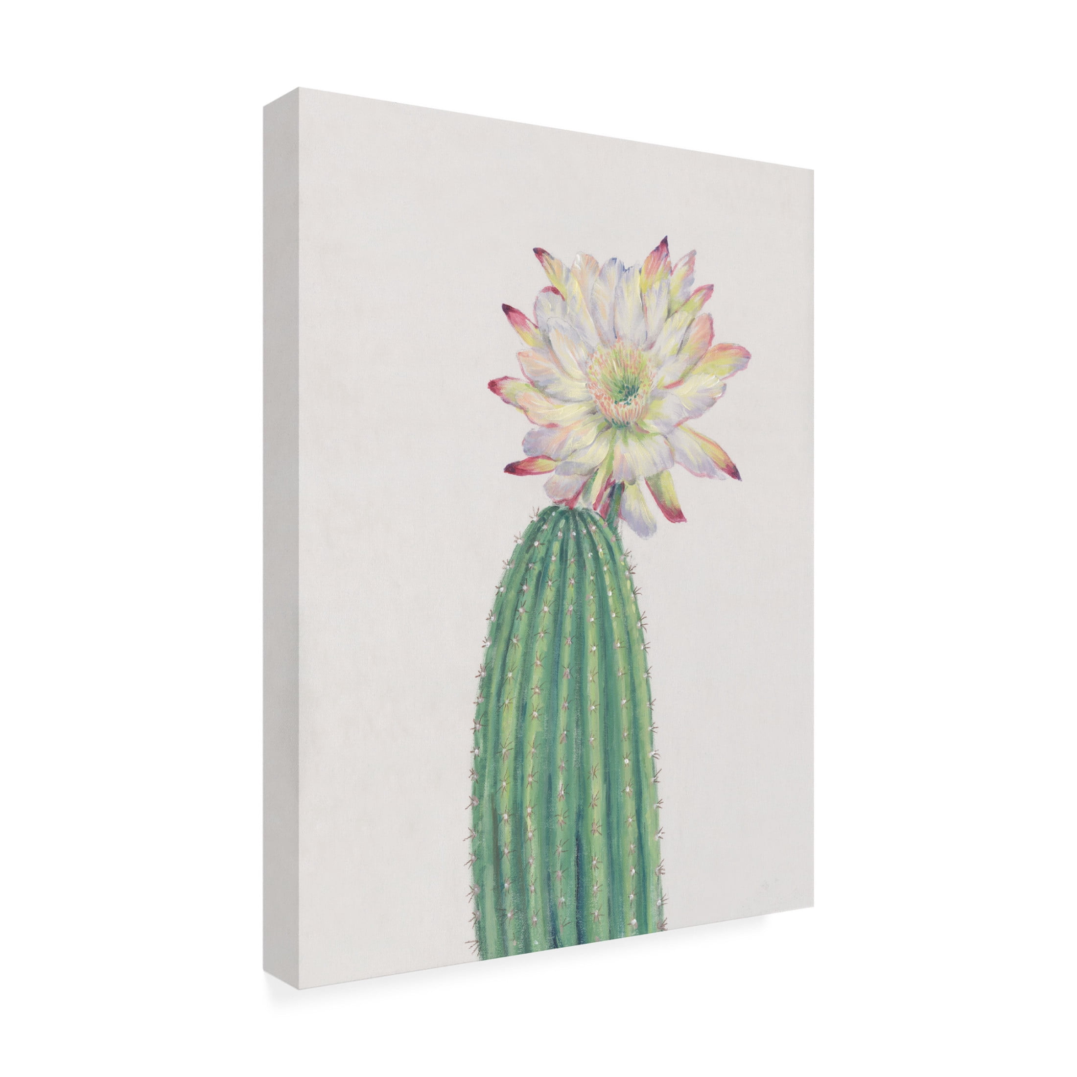 Canvas Wall Art - Tim OToole 'Cactus Blossom I' Wall Art for Living Room, Bedroom, or Office Décor by Trademark Fine Art - 35 x 47 Inches