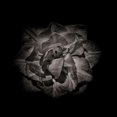 thumbnail image 3 of Carson, Brian 20x20 Black Modern Framed Museum Art Print Titled - Black And White Peony II, 3 of 5