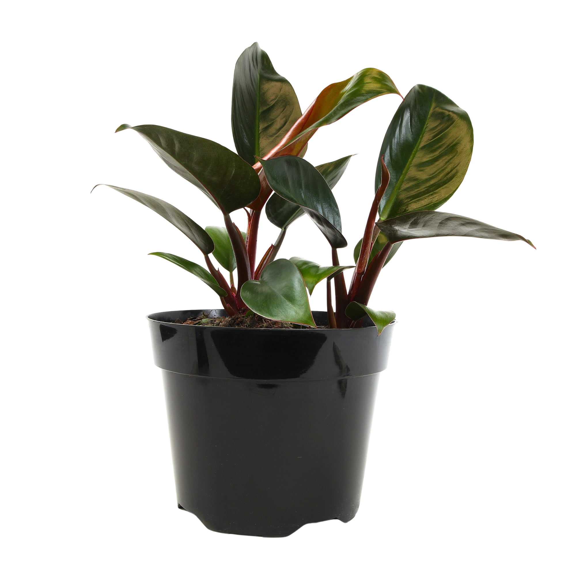 Philodendron 'Congo Red' Indoor Houseplant | 8in Grow Pot; Indirect Light | Element by Altman Plants