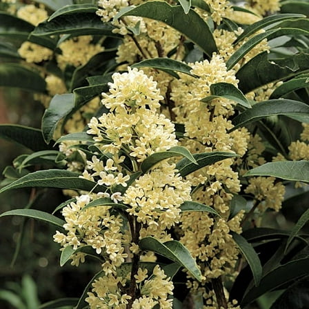 ( 1 ) - Fudingzhu Fragrant  Tea Olive ( osmanthus ) - Starter Plant ( 4L ) ( 1 live plant )