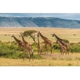 thumbnail image 2 of Jaynes Gallery 18x13 White Modern Wood Framed Museum Art Print Titled - Africa-Tanzania-Serengeti National Park Giraffes on plain, 2 of 4