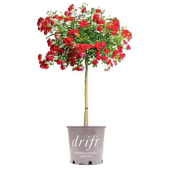 4-5 ft Red Drift Rose Tree - Drought Tolerant - Showy Flowers