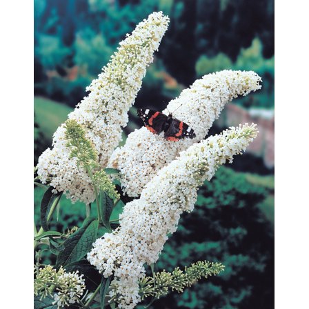 1 Gal. Pot White Profusion Butterfly Bush (Buddleia) Deciduous Flowering Shrub - 1 plant per offer